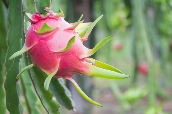 Your Ultimate Guide to Growing and Caring for Pitaya