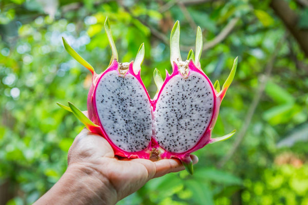 Pitaya is a tropical fruit that is gaining popularity worldwide.