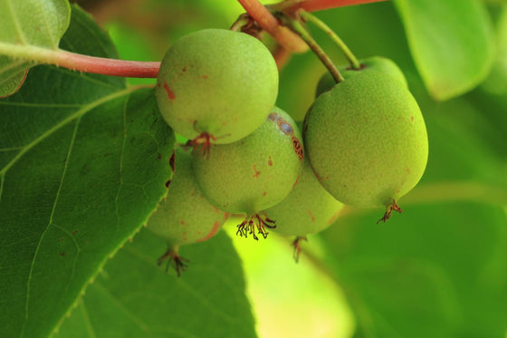 Experience the Sweet and Nutritious Harvest of Mini Kiwi Berry with Our Premium Quality Seeds (Actinidia arguta) - Order Now from Our Online Shop!