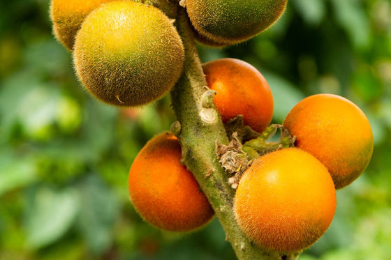 Get Fresh and Tangy Naranjilla Seeds (Solanum Quitoense) for Growing Your Own Nutritious and Unique Fruit - Order Now from Our Online Shop!